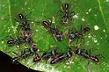 ZZ_ZZXYX_F0745_Z_78_Palmerstone park_Australie